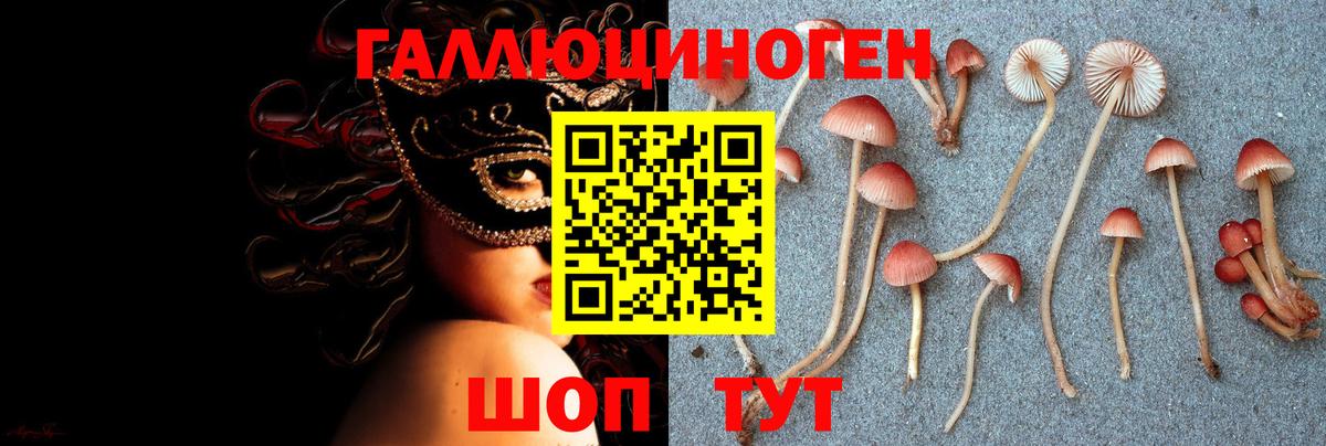 Псилоцибиновые грибы Psilocybe Гудермес
